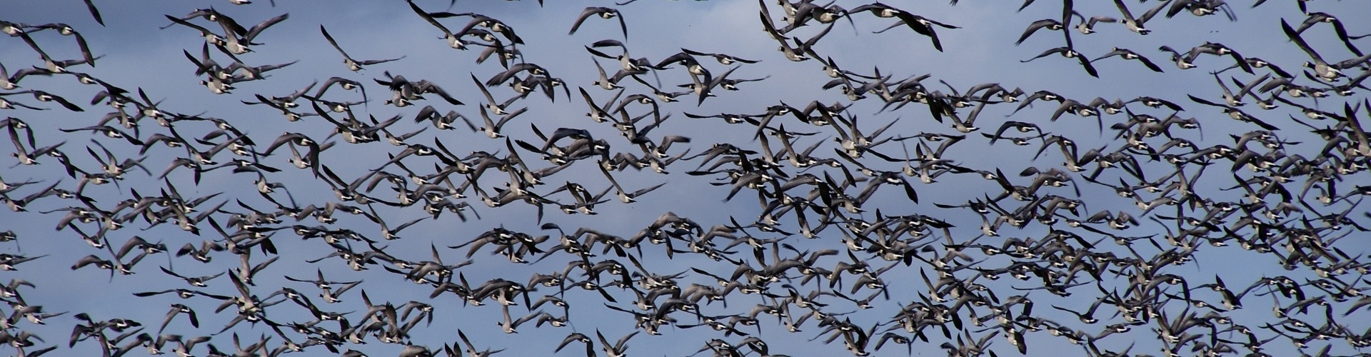 Zwagermieden – Natuurgebied bij Vakantiepark Ljeppershiem